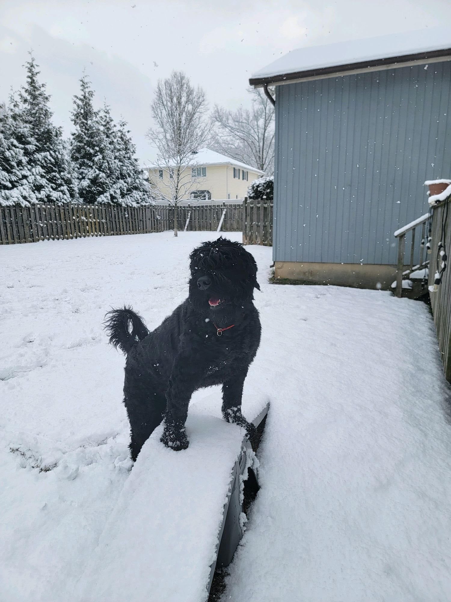 When to hire a dog trainer New Jersey Bernardsville K9