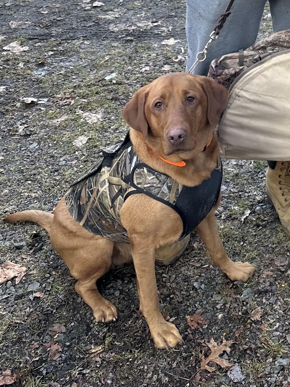Retriever in hunting vest — bird dog training NJ