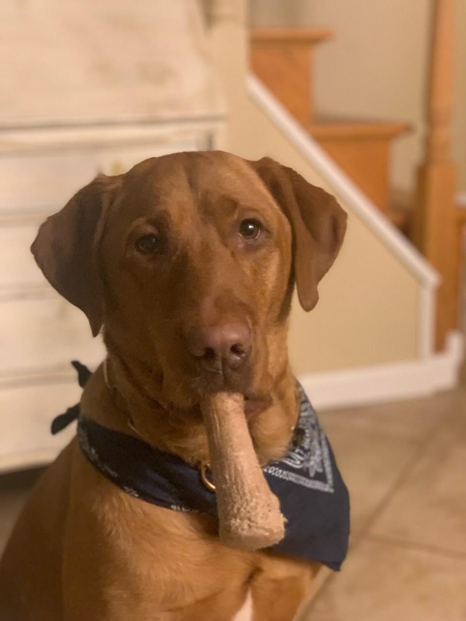 Cute Labrador with a bone — happy boarding and training guest at Bernardsville K9