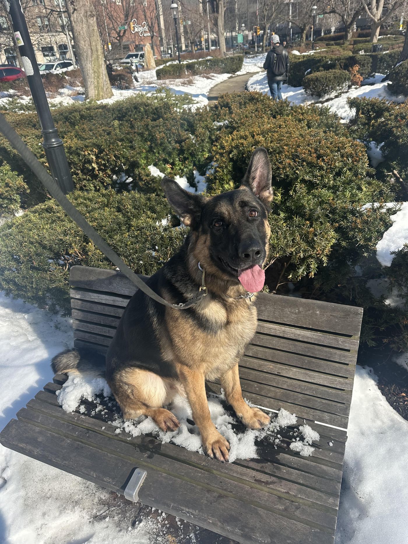 German Shepherd on place outdoors — Bernardsville K9 training