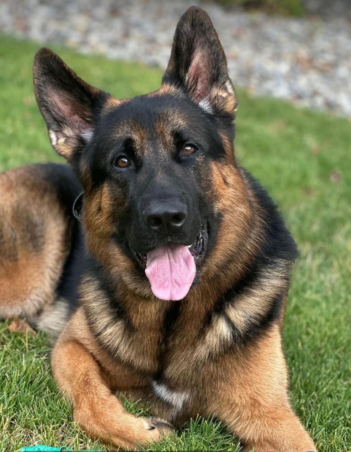 German Shepherd portrait from Bernardsville K9