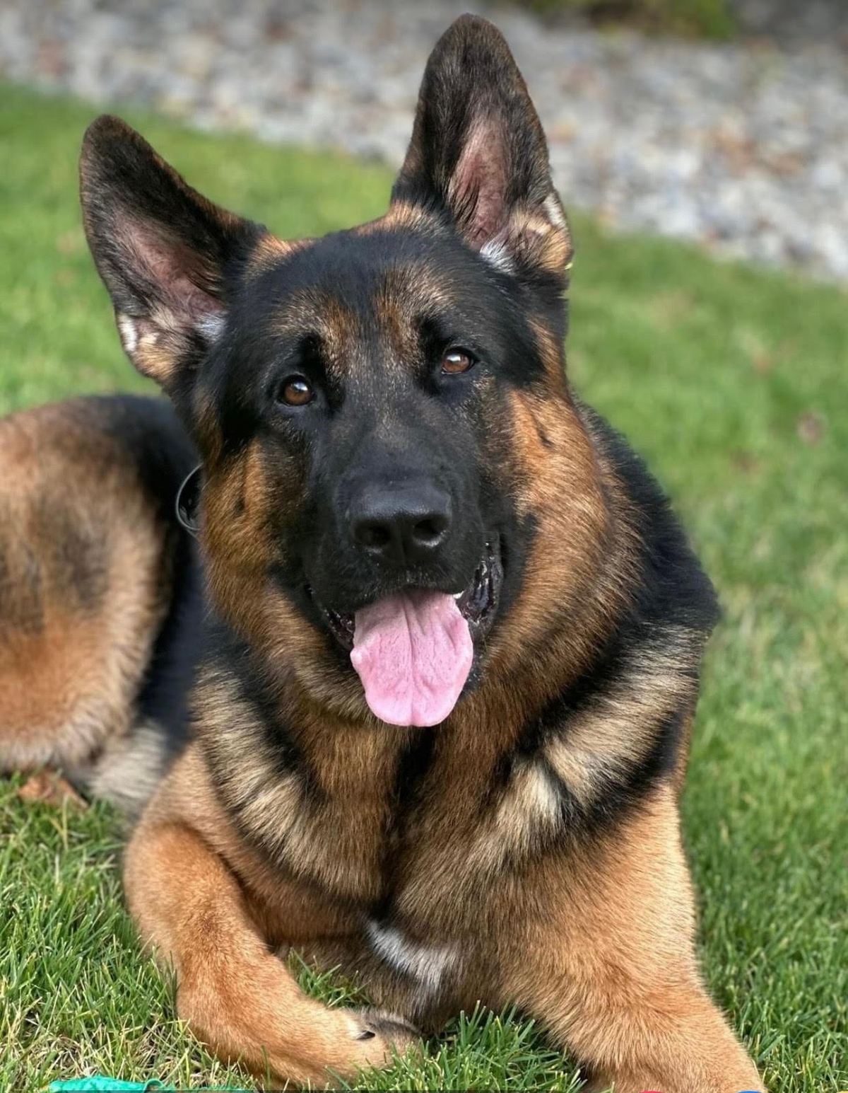 German Shepherd puppy from Bernardsville K9 breeding program