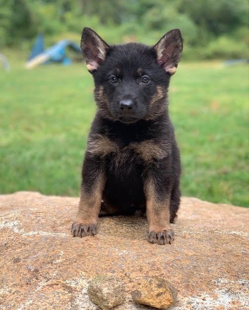 Doberman puppy from Bernardsville K9 breeding program
