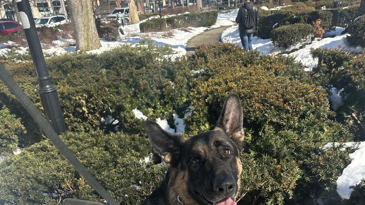 German Shepherd on place during training at Bernardsville K9